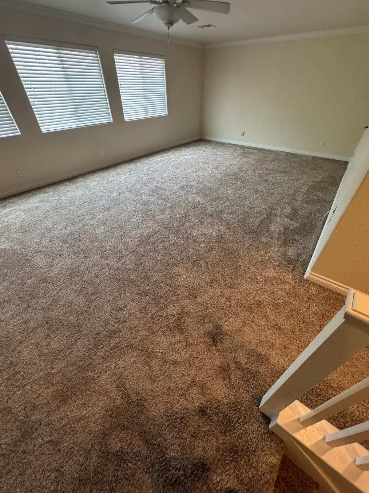 Gallery photos for Deep Carpet Transformation for a Fresh Living Space: Image #1